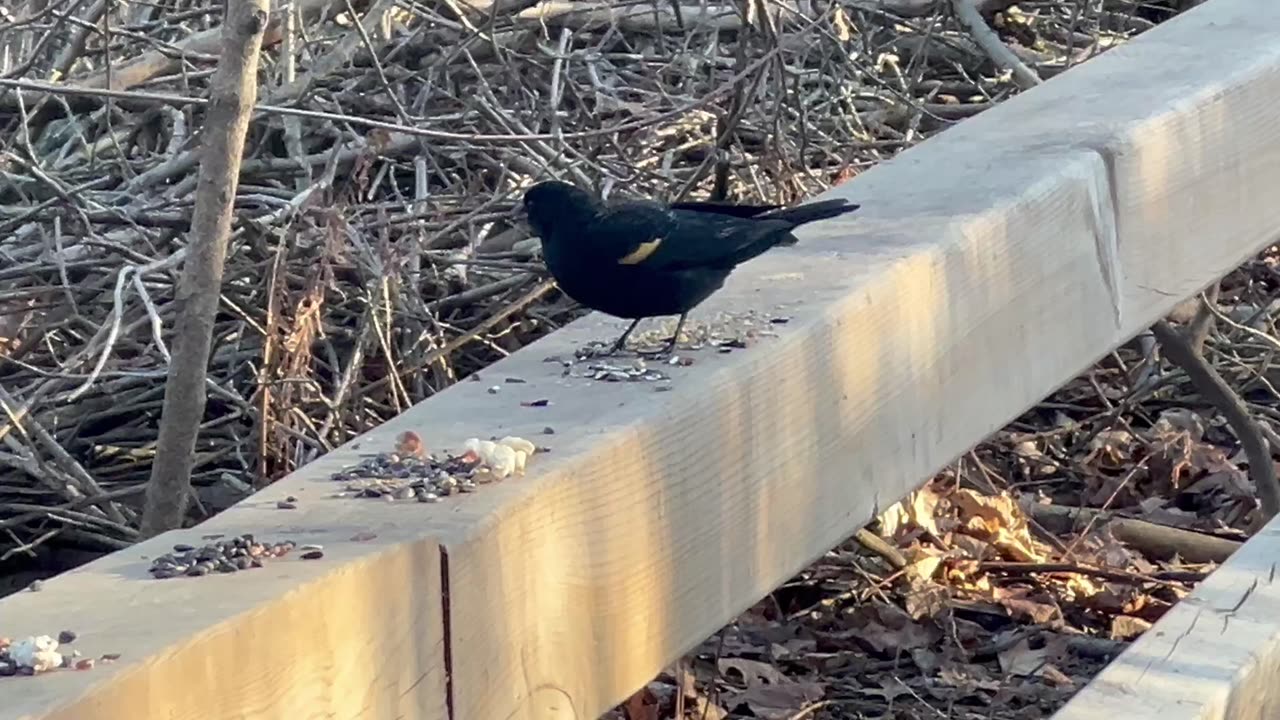 Redwing BlackBird w/ Cardinal singing in the background