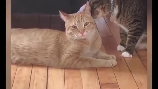 funny cat video part - 2