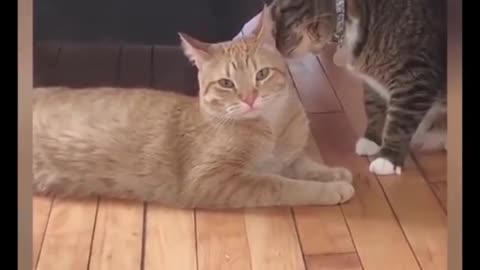 funny cat video part - 2