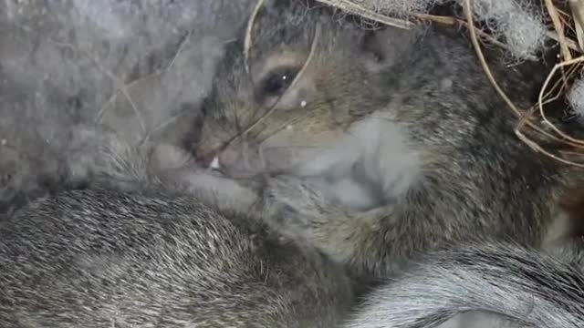 Baby Squirrel family in the nest