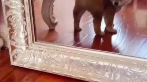 Animals' feelings are the most innocent