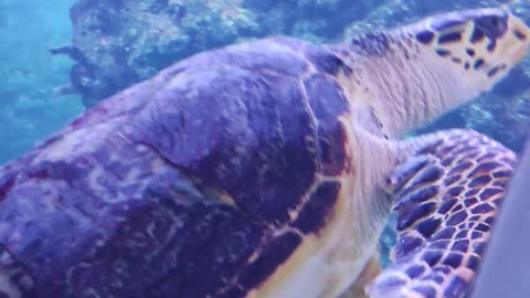 close-up-on-tortoise-under-water