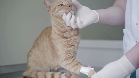 Close-up of doctor hands in rubber glove checking ginger cat sitting on the operation table close up