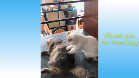 Cute Pets And Funny Animals Compilation at Home