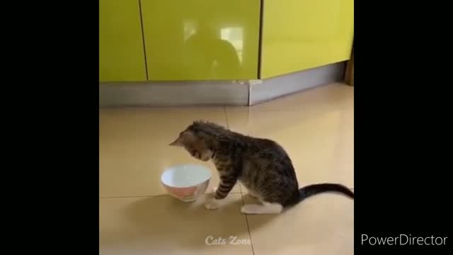 Funniest cats video 2022 #19