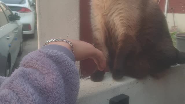cat and man