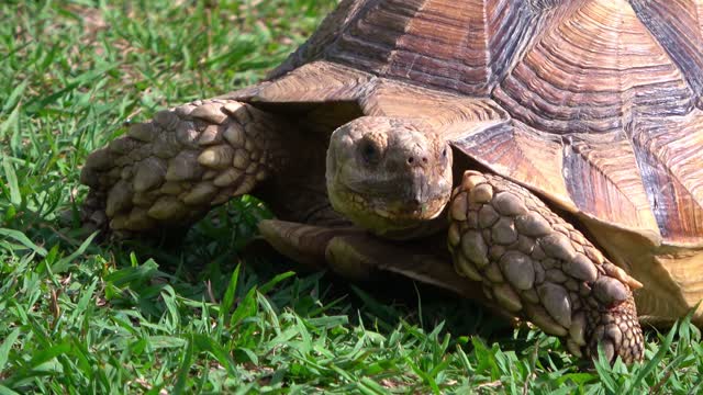 Turtle - 90154
