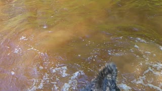 Slow motion pups in the water