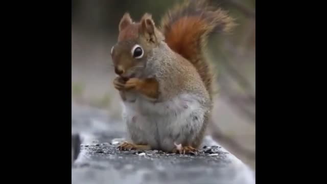 ♥MUST SEE!!! These Are The Cutest Animals You Have EVER Seen!!!!♥