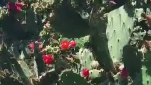 Blooming cactus!