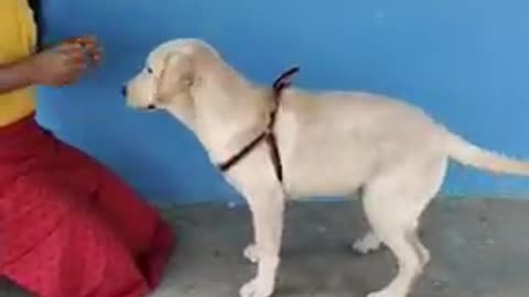 Top_10_dog_tricks_😱😱|_labrador_dog_|Labrador_dog_training_|_Labrador_retriever