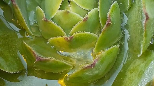 watering succulents hens and chicks