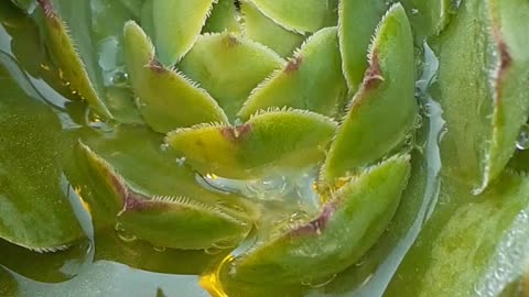 watering succulents hens and chicks