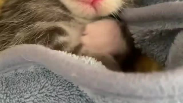 #babycat #funnycats #cutecat So Many Cute Baby kittens And Beautiful Cat videos compilation
