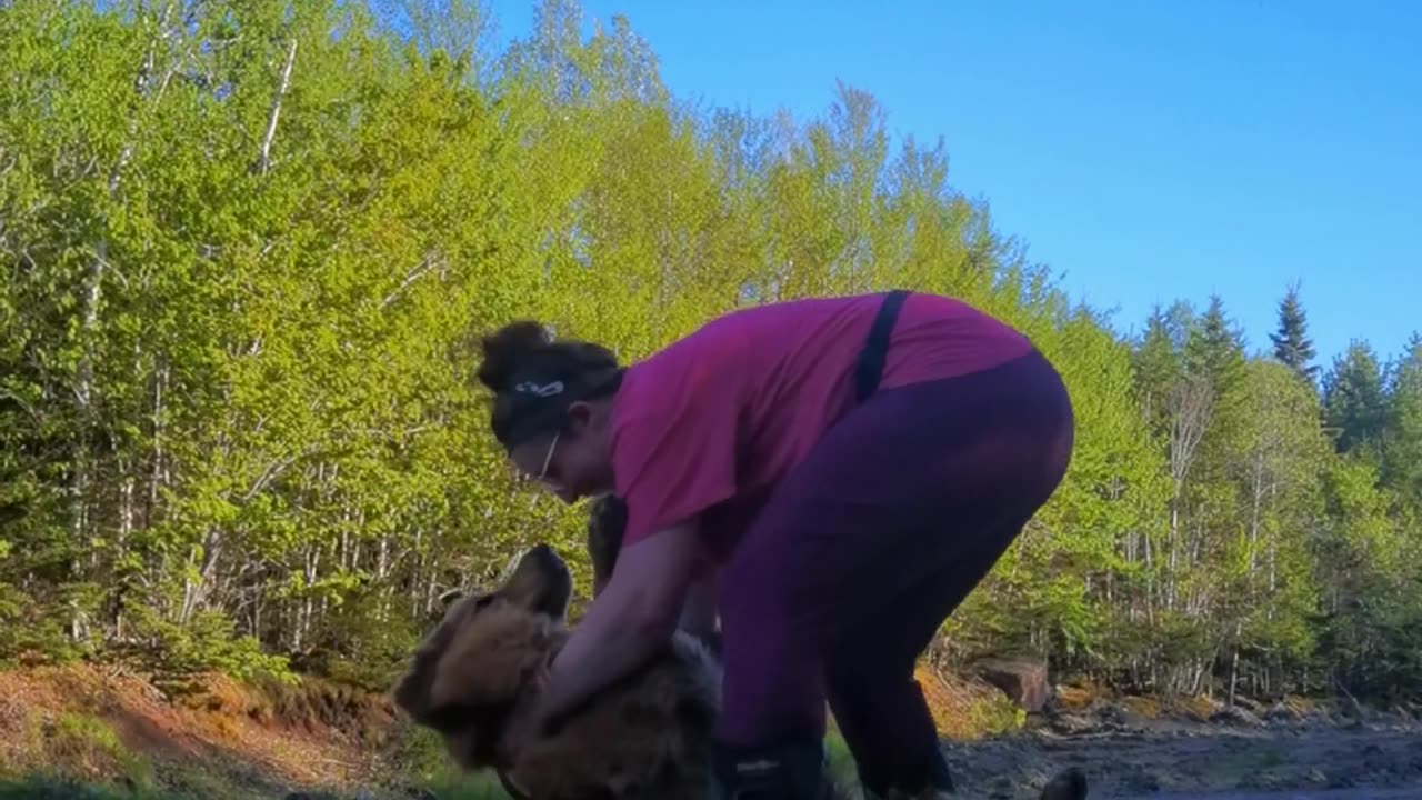 Golden Retriever Doesn't Want to Get In the Car