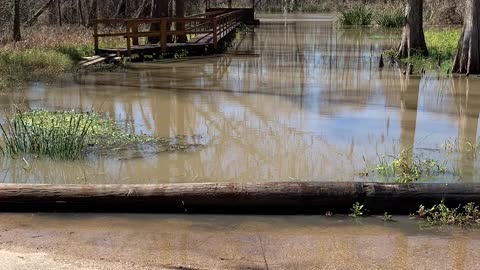 Sunshine on the Bayou