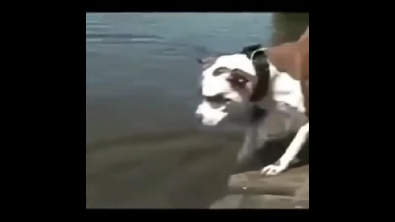 Funny Dog Fail