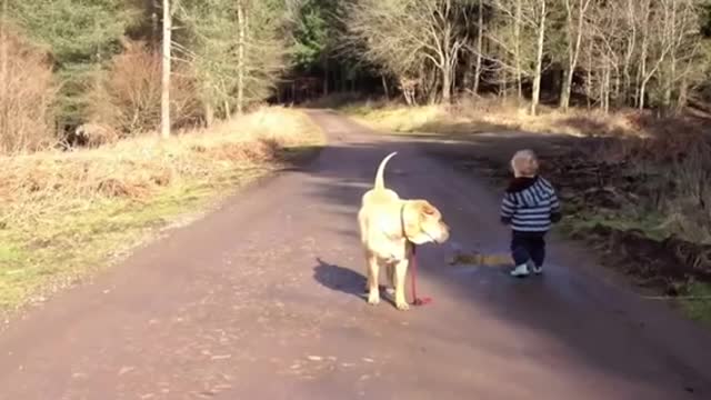 Baby walk with dog