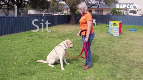 Teach Your Dog To Sit And Drop