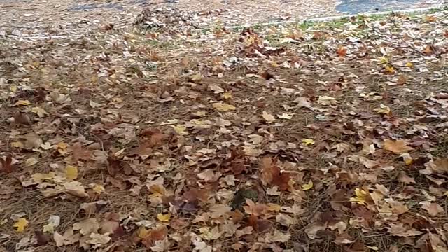 Fall