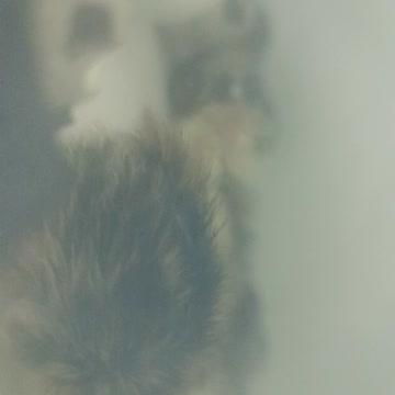 Baby Quail, New Born