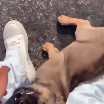 Woman throws her dog man takes him to a better home❤️