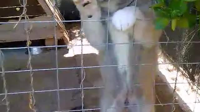 Japanese Akita babies