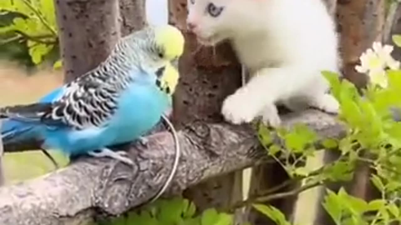 Cat friendship with bird