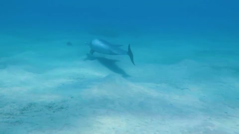 Swimming with dolphin in Eilat, Katsa beach!