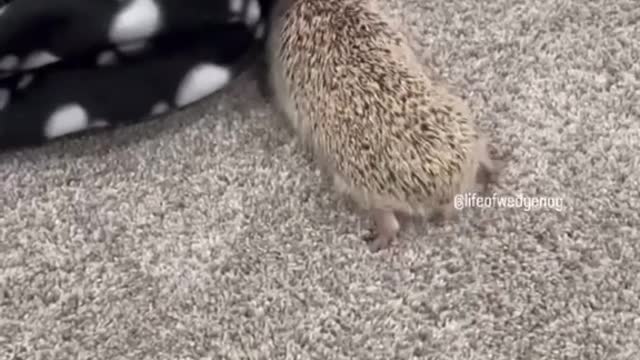Cute Hedgehog doesn’t know how to react around objects