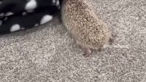 Cute Hedgehog doesn’t know how to react around objects