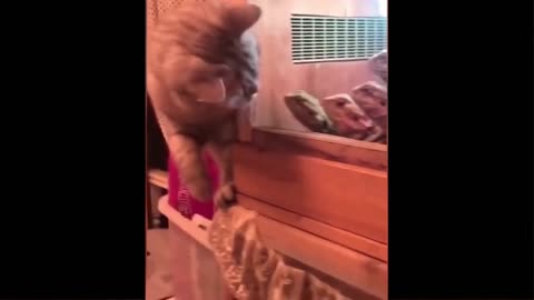 cute and naughty cats p24