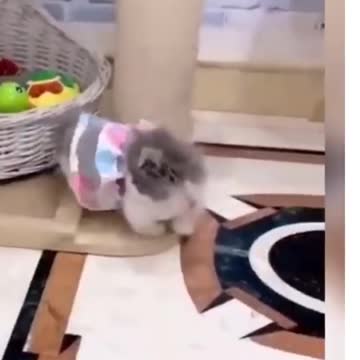 funny cats - funny cat videos 2021 🐱 try not to laugh or grin 😂 challenge - very funny cats l Shorts