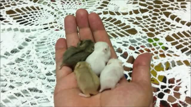 Cute baby animals - Cute Baby Hamtaro Hamster funny Compilation