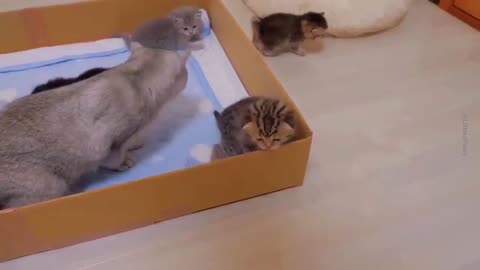 Little Kittens #2: Tiny Paws, Big Box – Adorable Kitten Fun! 💕😻