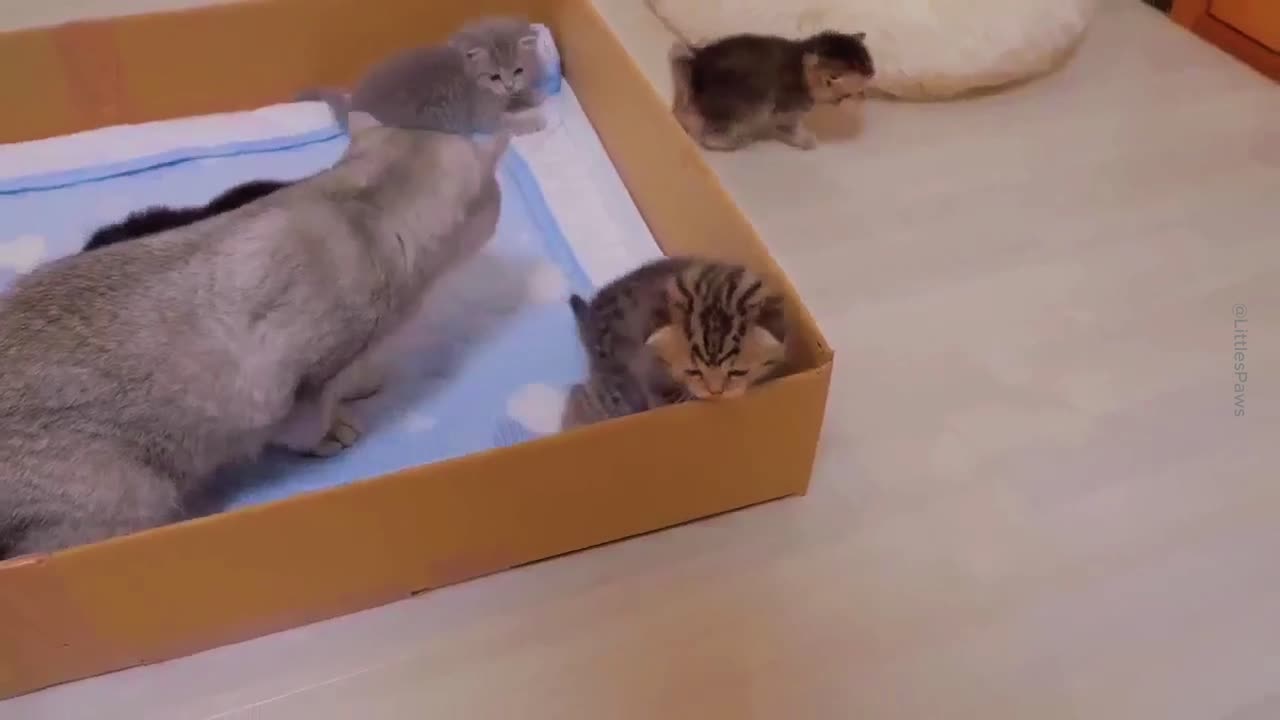 Little Kittens #2: Tiny Paws, Big Box – Adorable Kitten Fun! 💕😻