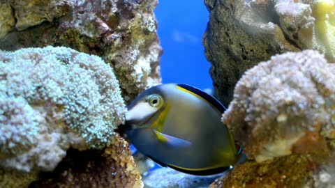 ocean fish dance on rocks