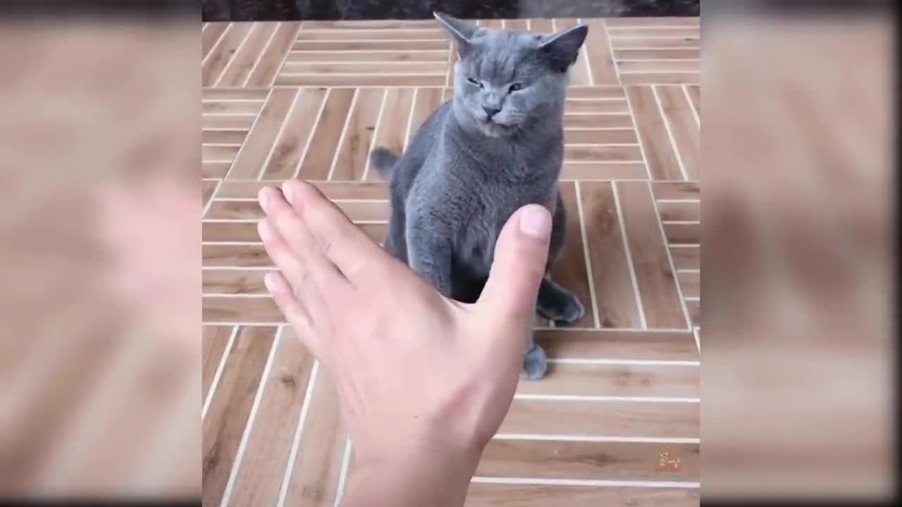 Funny cats || cats and kittens funny compilation