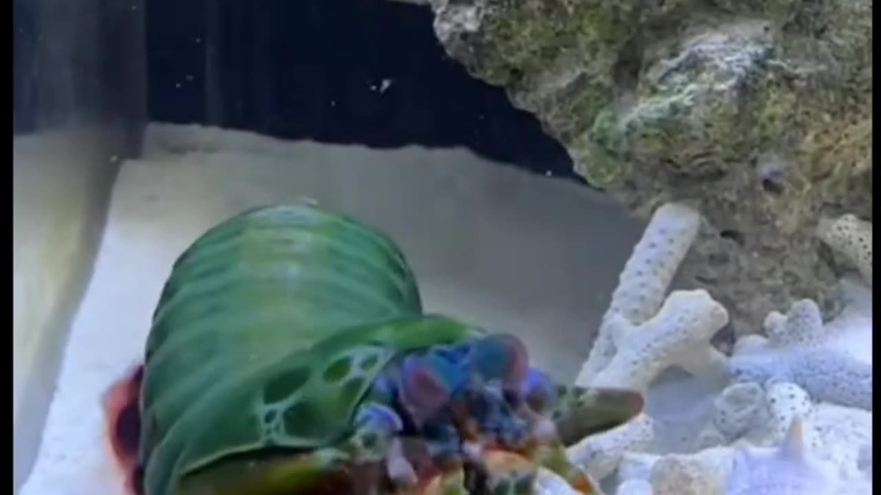 🍤🍤🍤🍤🍤🍤