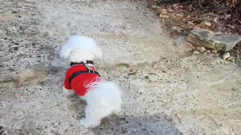 Dog on a walk in the afternoon