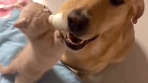 Dog is Feeding The Kitten With Milk From The Bottle #shorts #viral #shortsvideo #video
