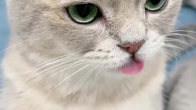 The little cat gets up in the morning and stretches first