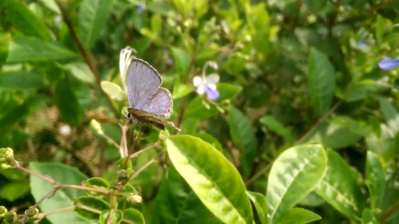 Butterfly is flying