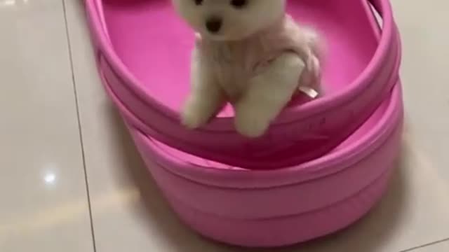 Have you ever seen such a small dog?