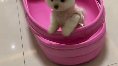 Have you ever seen such a small dog?