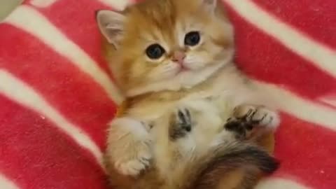 Funny Cat Cleaning Face # shorts
