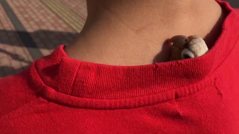 Loro encuentra el lugar perfecto para viajar con humano