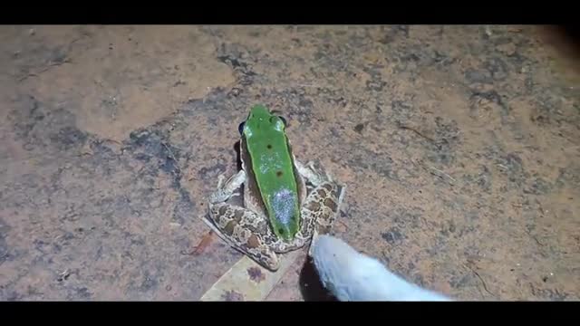Crocodile