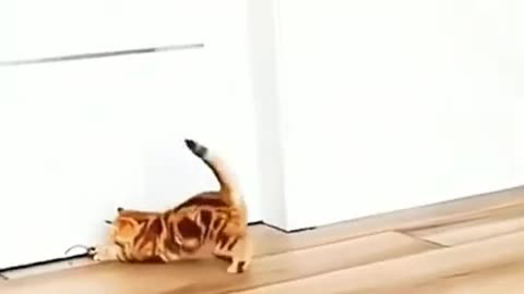 Cute kittens #shorts