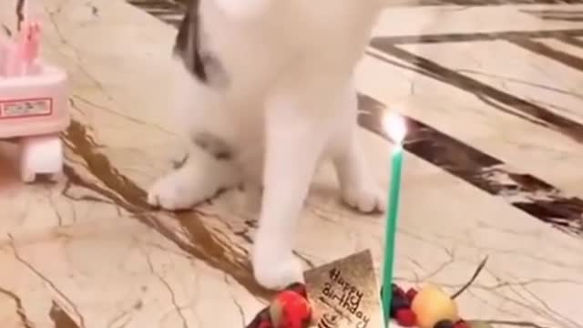 Funny Video Shows This Cat Don't Like Surprise Birthdays | Must See Shorts